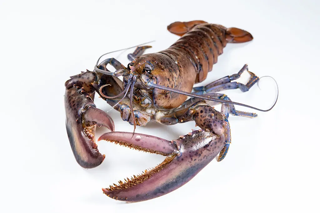 Photo of a purple lobster